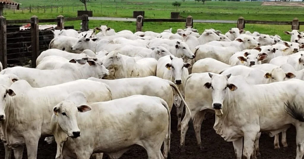 A sanidade do rebanho vai muito além das vacinações, alerta especialista 