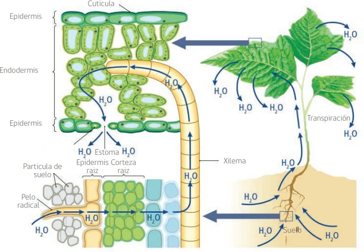 Você está visualizando atualmente Potencial hídrico e transpiração vegetal: como a água desafia a gravidade para chegar às folhas?