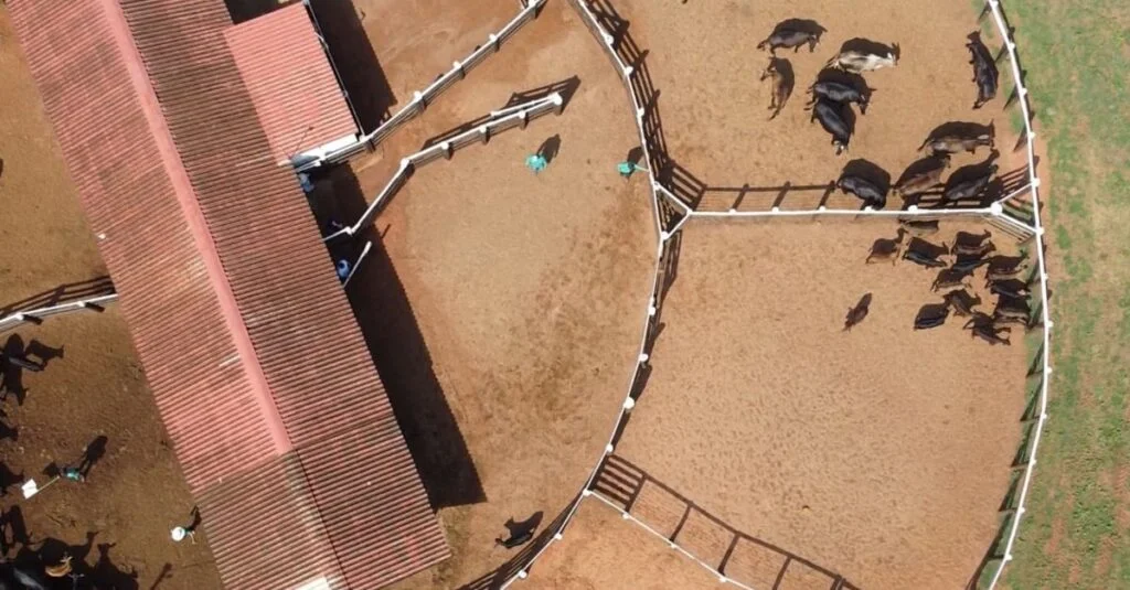 Alta rotatividade de vaqueiro na fazenda? Especialista dá dicas de como resolver isso