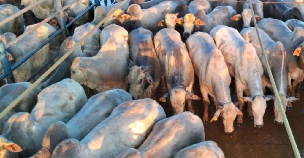 Semiconfinamento top faz gadão jovem chegar a 22@ em Mato Grosso