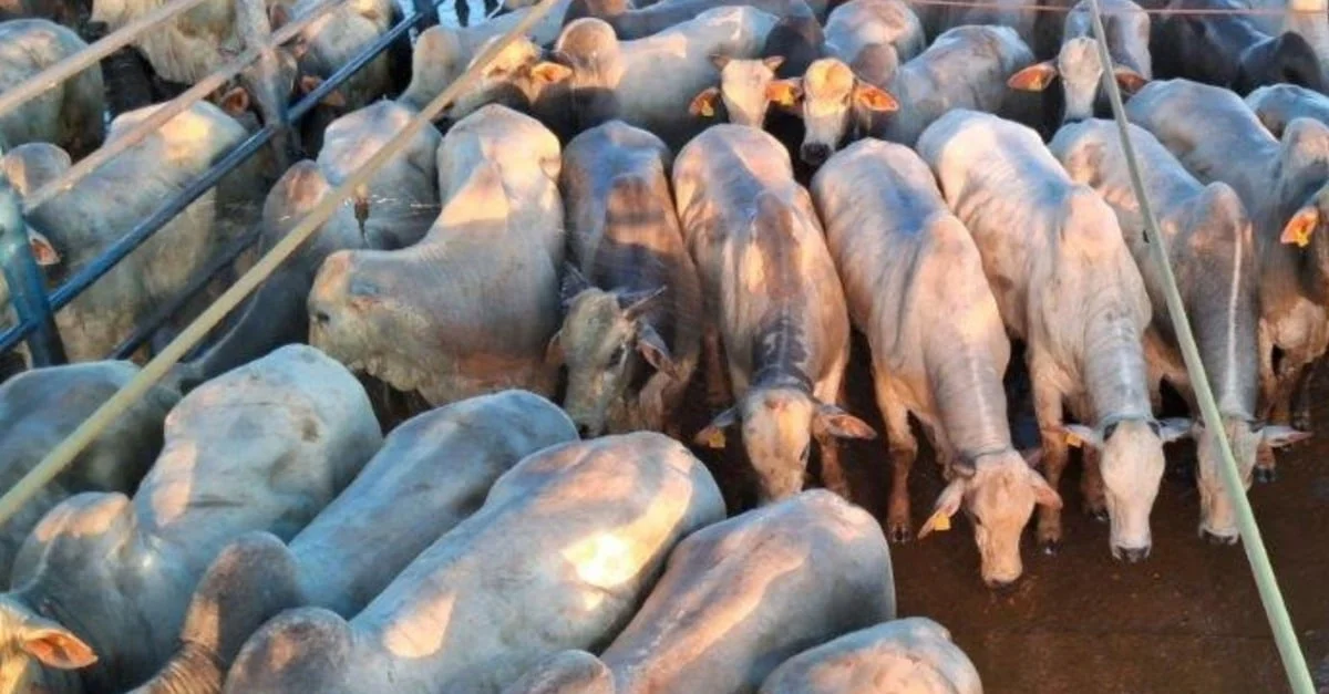 Semiconfinamento top faz gadão jovem chegar a 22@ em Mato Grosso