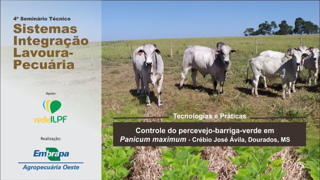 seminario tecnico ilp controle de percevejo barriga verde em panicum maximum