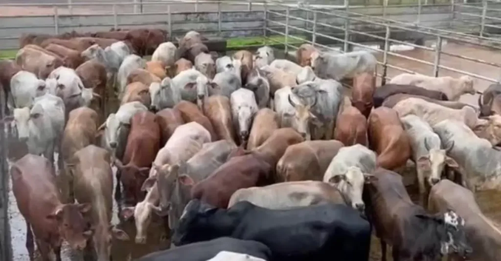 Cruzamento industrial com Senepol e Nelore