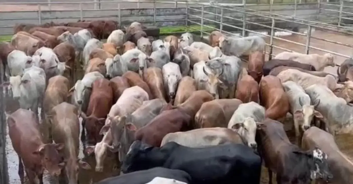 Cruzamento industrial com Senepol e Nelore