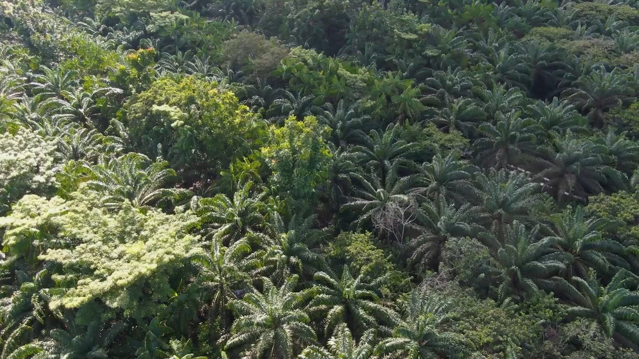 sistemas agroflorestais sao exemplos de producao sustentavel na amazonia