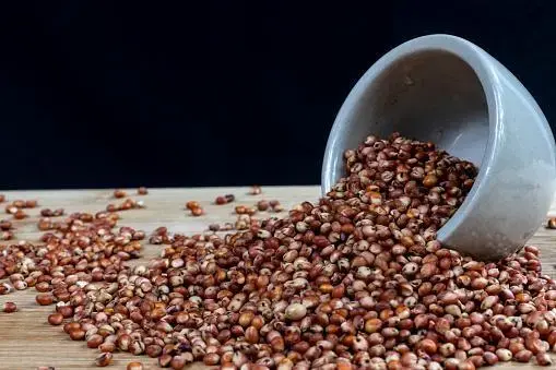 “Sorgo: 7 motivos para cultivar esse grão rústico e resistente”