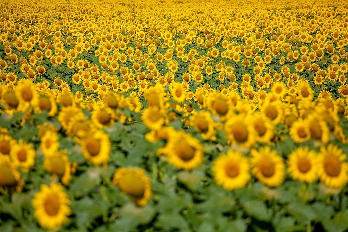 Sorgo e Girassol- Goiás lidera produção!