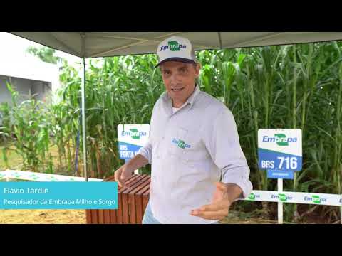 sorgo e milheto sao destaque da expodireto cotrijal 2024