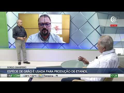 Sorgo granífero: segredo do etanol? 3 SORGO GRANÍFERO É USADO NA PRODUÇÃO DE ETANOL