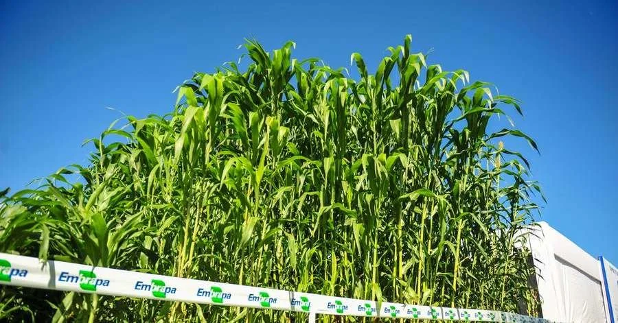 Sorgo: o segredo para aumentar a produtividade 9 Podendo chegar a 5 metros, sorgo pode ser chave para o combate à cigarrinha do milho