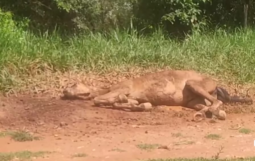 Surpreenda-se: mortes misteriosas em Dores de Campos!