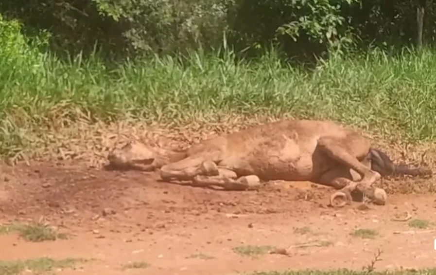Surpreenda-se: mortes misteriosas em Dores de Campos! 29 Covardia! Só hoje, Dores de Campos teve cavalo e gato mortos