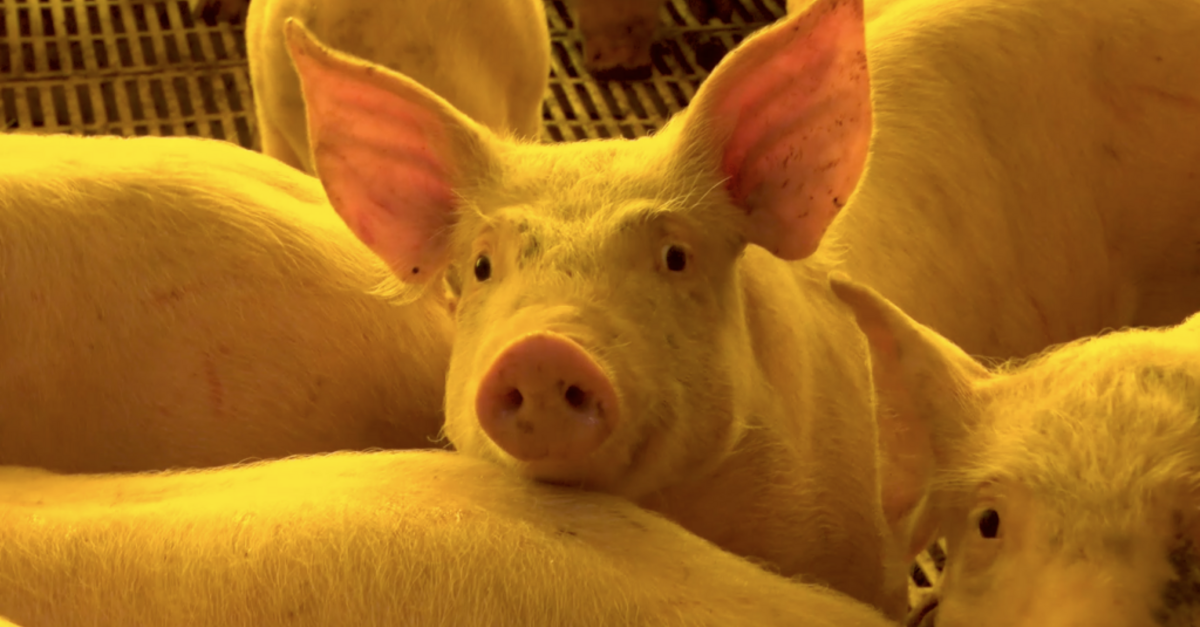 De que forma a sustentabilidade garante o bem-estar para os suínos na granja?