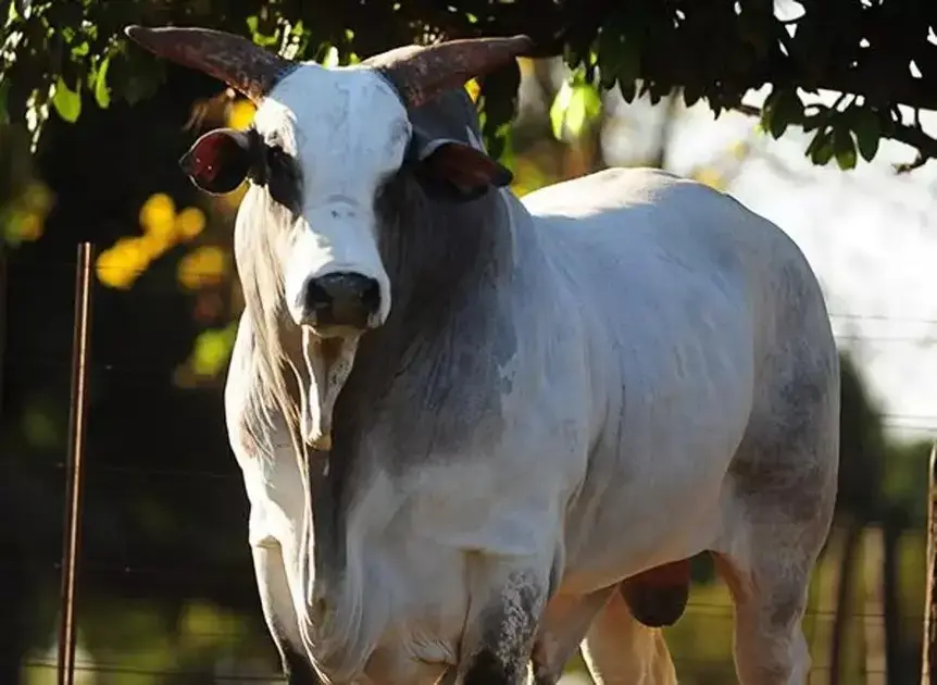 Touros que fizeram história na raça Nelore