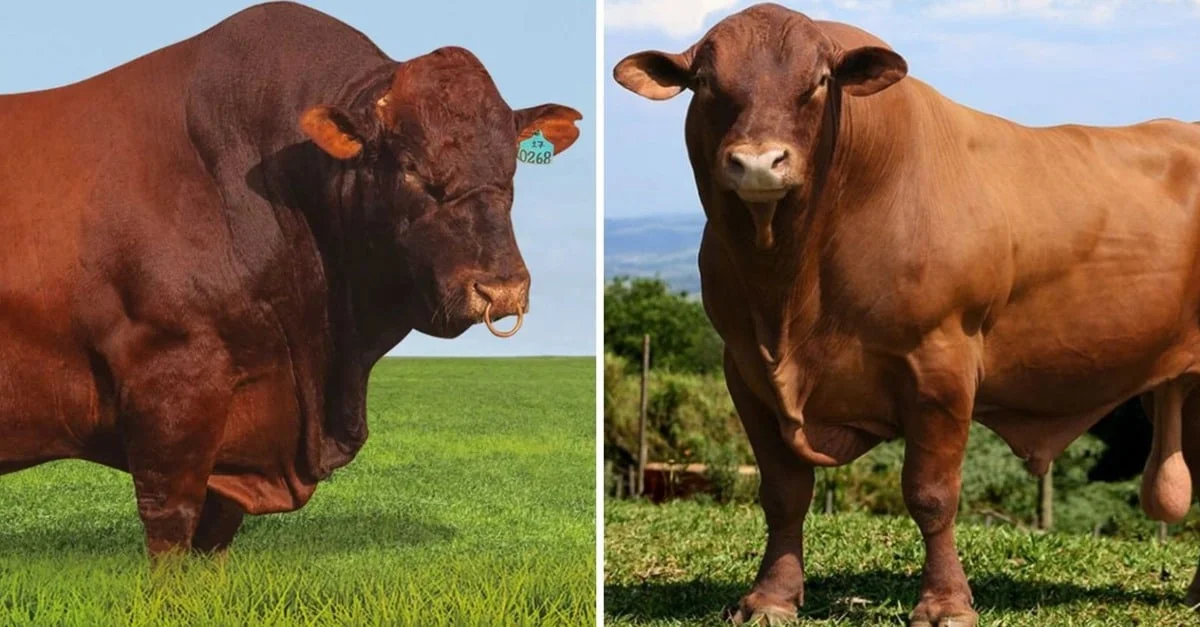Touro Senepol ou Bonsmara: qual o melhor para cruzar com novilhas F1 Angus?