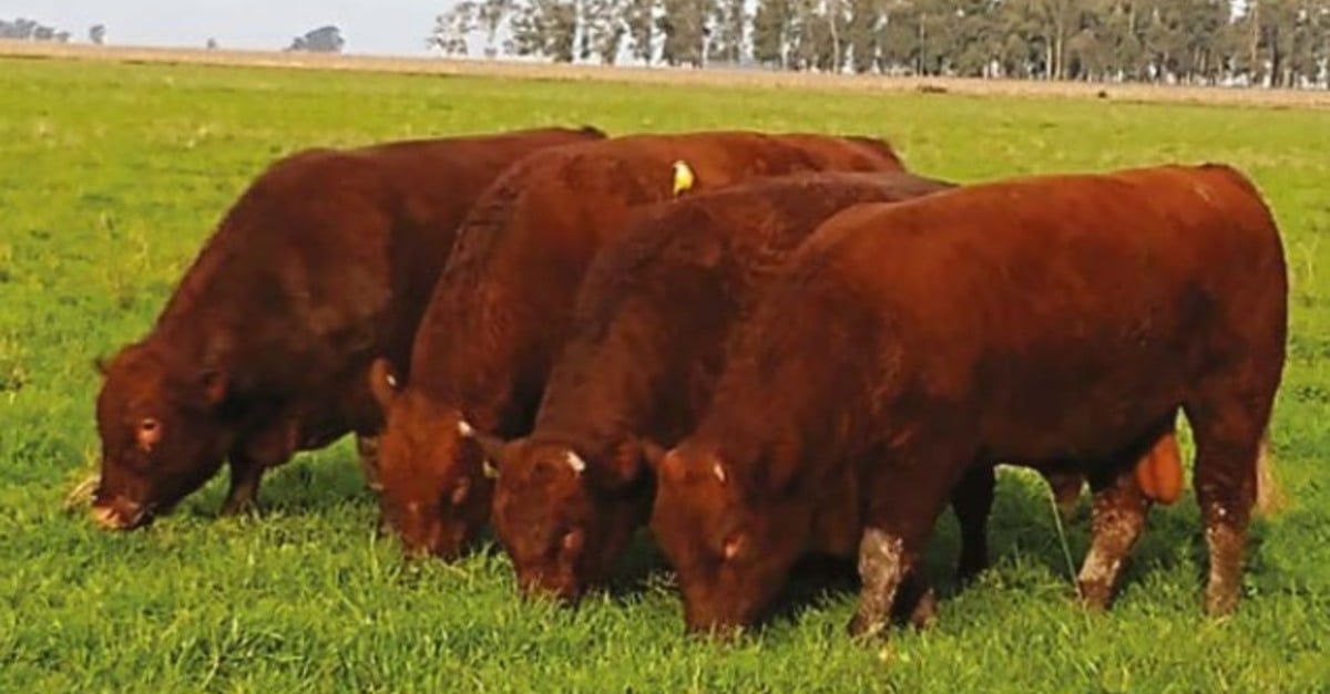 Touros Devon e Charolês na Bahia: será que é recomendado? 17 Touros Devon e Charolês na Bahia: será que é recomendado?