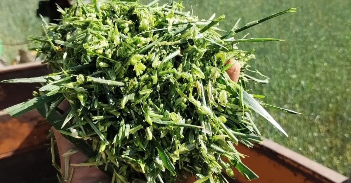 Trigo: melhor opção econômica