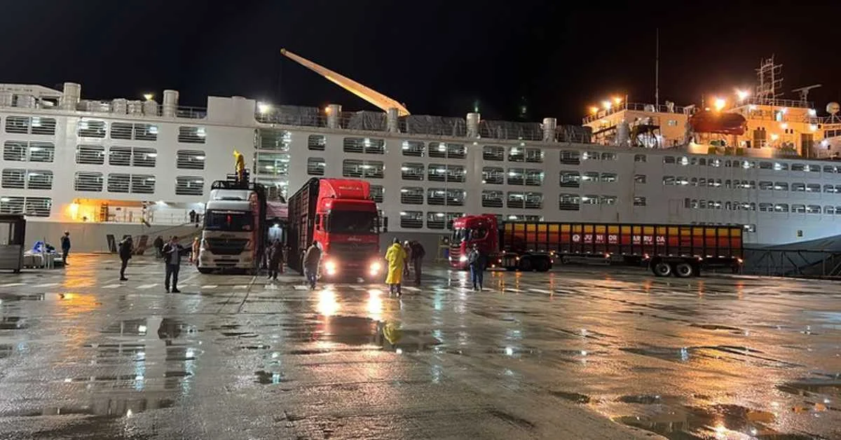 Turquia quer mais gado do Brasil! 3 Turquia manifesta interesse em aumentar a importação de gado vivo do Brasil durante missão do Mapa • Portal DBO