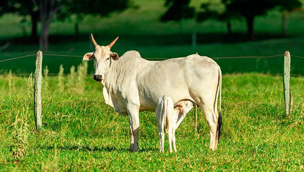 Reprodução bovina