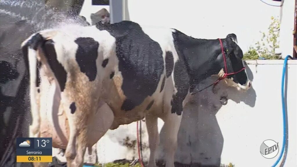 Vaca de produtor de Alpinópolis bate recorde mundial de produção de leite em torneio em MG - G1