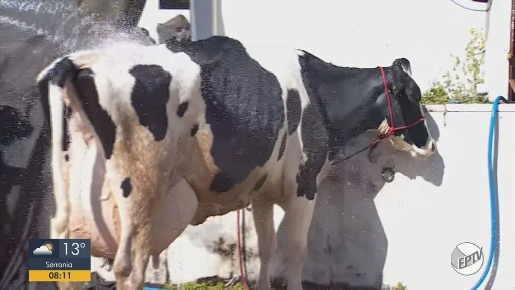 Vaca quebra recorde mundial de produção de leite - G1 2 Vaca de produtor de Alpinópolis bate recorde mundial de produção de leite em torneio em MG - G1