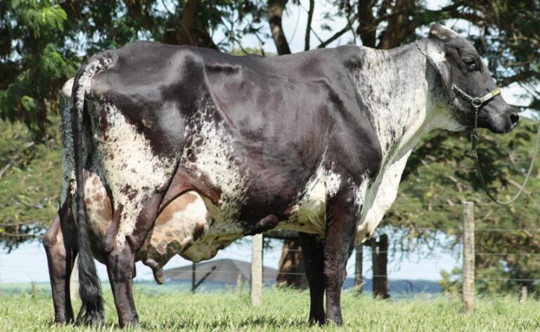 Vaca recorde Girolando morre – curiosidade despertada