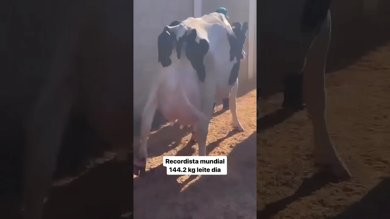 vacas campeas recorde mundial de 1442kg de leite dia f09fa59bf09f9084 agricultura