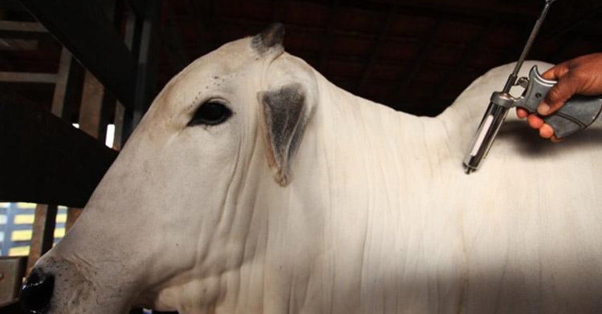 Vacinação contra febre aftosa suspensa?