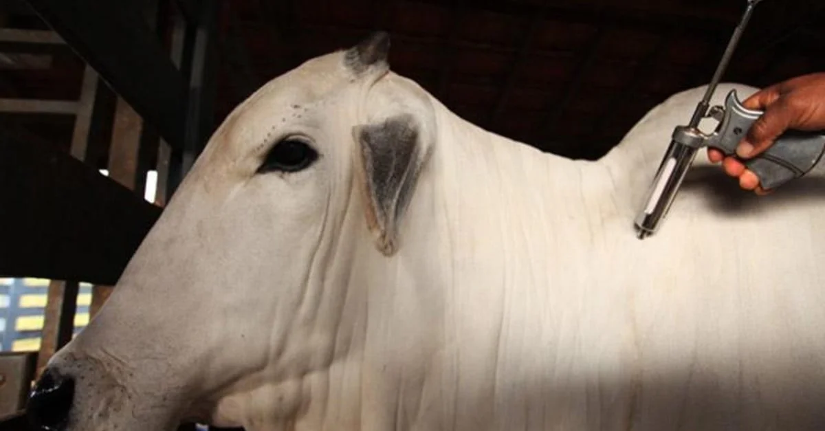 Vacinação contra febre aftosa suspensa? 3 Estados vão suspender vacinação contra a febre aftosa