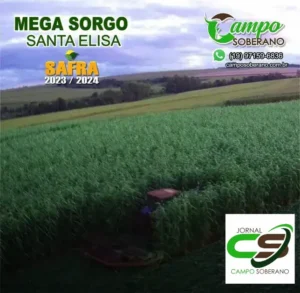 Venda de sementes de Mega Sorgo Santa Elisa para silagem em Lagoa Santa
