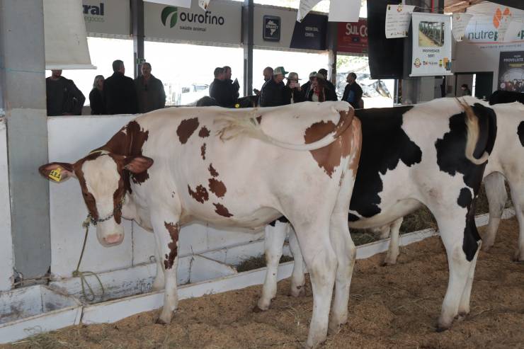 Venha conferir a seleção de animais!