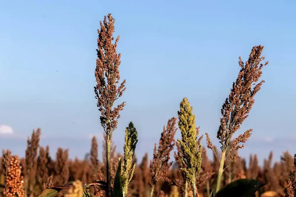 Sorgo