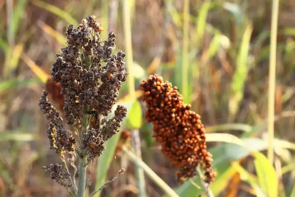 Pragas e doenças do sorgo