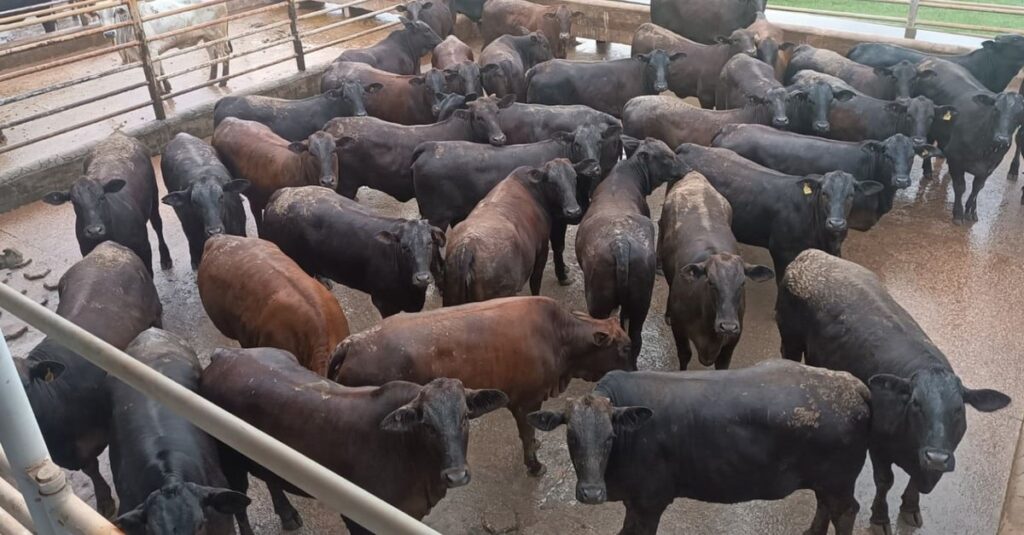 Angus: novilhada “cabeceira” é exemplo de carne premium em Rondônia