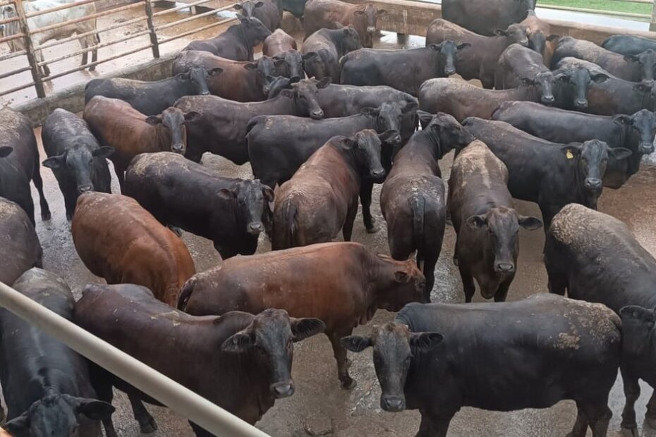 Angus: novilhada “cabeceira” é exemplo de carne premium em Rondônia