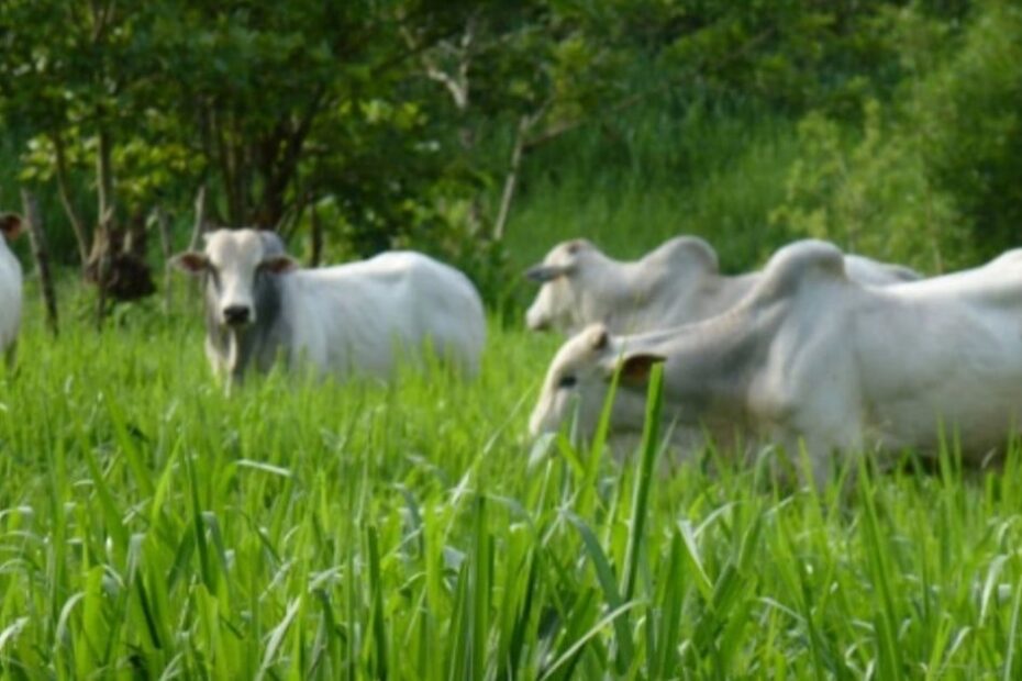 Manejo de pasto recém-formado: saiba o momento ideal da entrada do gado