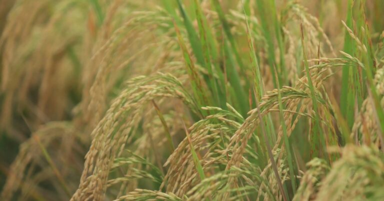 Preços do arroz apresentam recuperação no início de abril