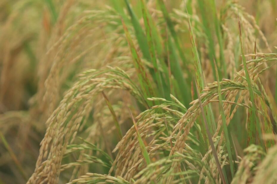 Preços do arroz apresentam recuperação no início de abril