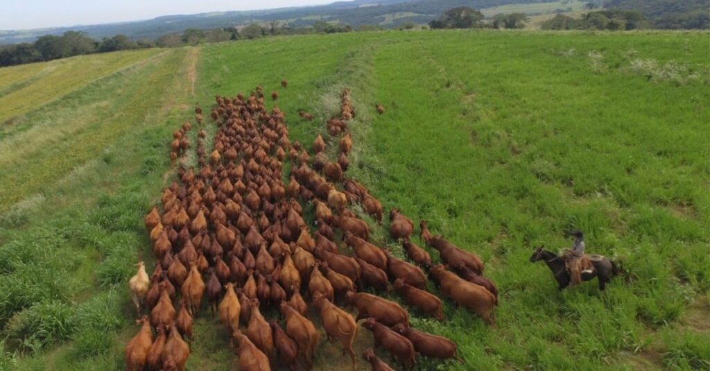 Bonsmara: saiba como raça taurina africana se adaptou tão bem ao Brasil