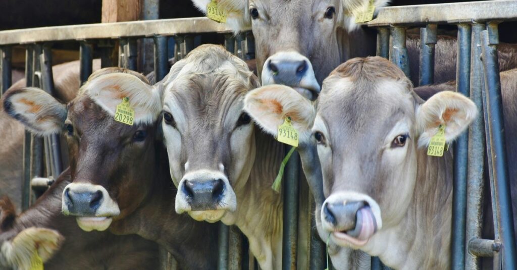 Brasil regula abate e processamento de animais para mercado religioso