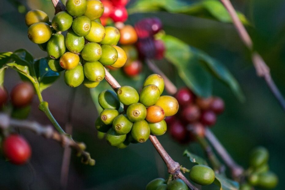 Produção mundial de café deve chegar a 171,4 milhões de sacas de 60kg