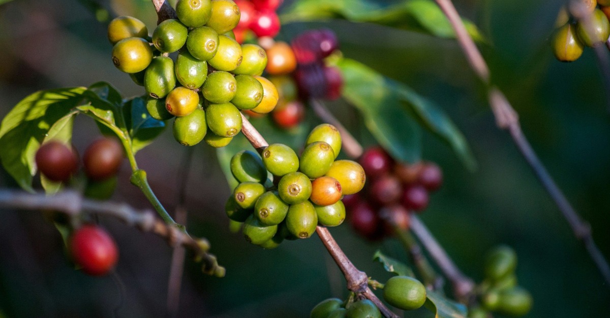 Produção mundial de café deve chegar a 171,4 milhões de sacas de 60kg