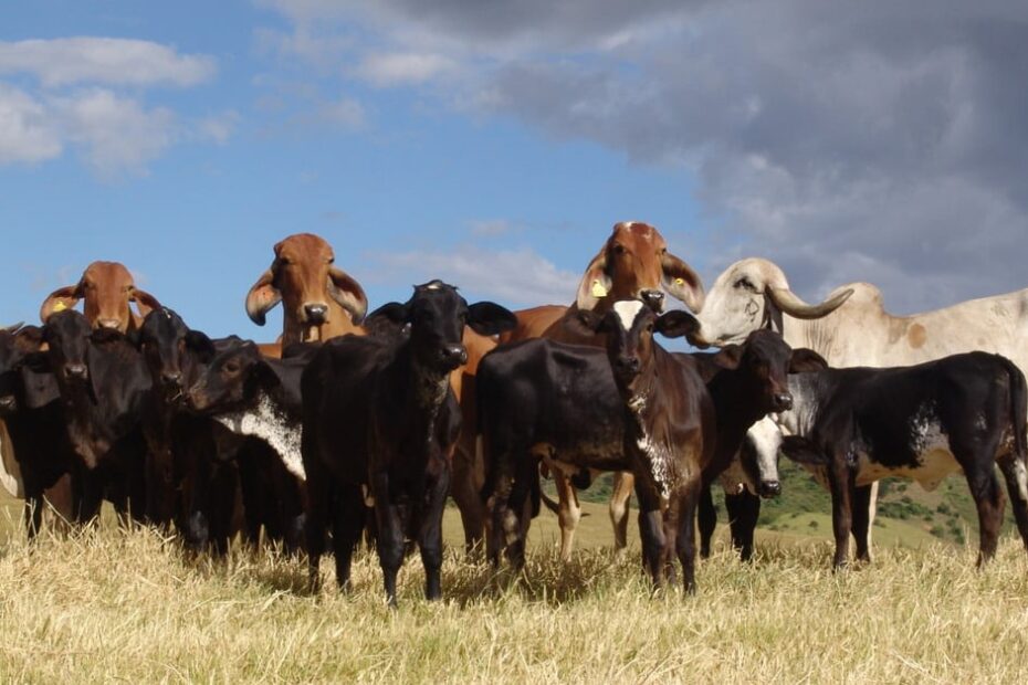 Calor extremo faz vaca perder mais de 30% de leite; e pesquisa quer mudar isso
