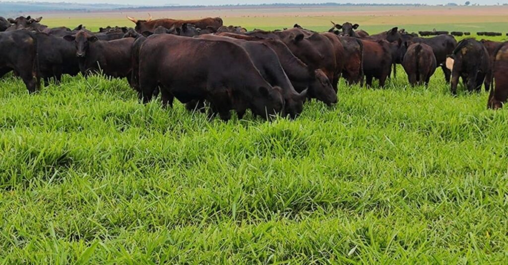 Após a soja, capim Zuri pode garantir até 40 quilos de carcaça bovina por hectare em ILP