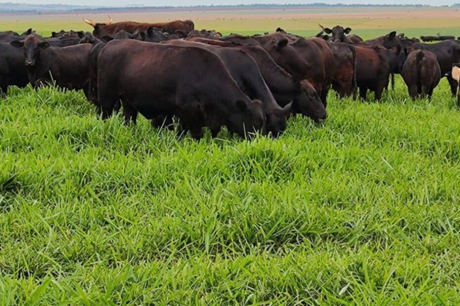 Após a soja, capim Zuri pode garantir até 40 quilos de carcaça bovina por hectare em ILP