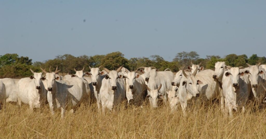 Controle de parasitos: o que fazer quando altas temperaturas desafiam pecuaristas com o aumento das infestações?