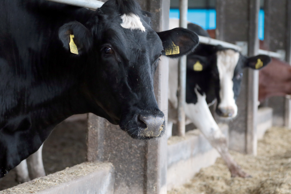 Pessoa no Texas é infectada por vírus H5N1 após contato com vacas leiteiras • Portal DBO