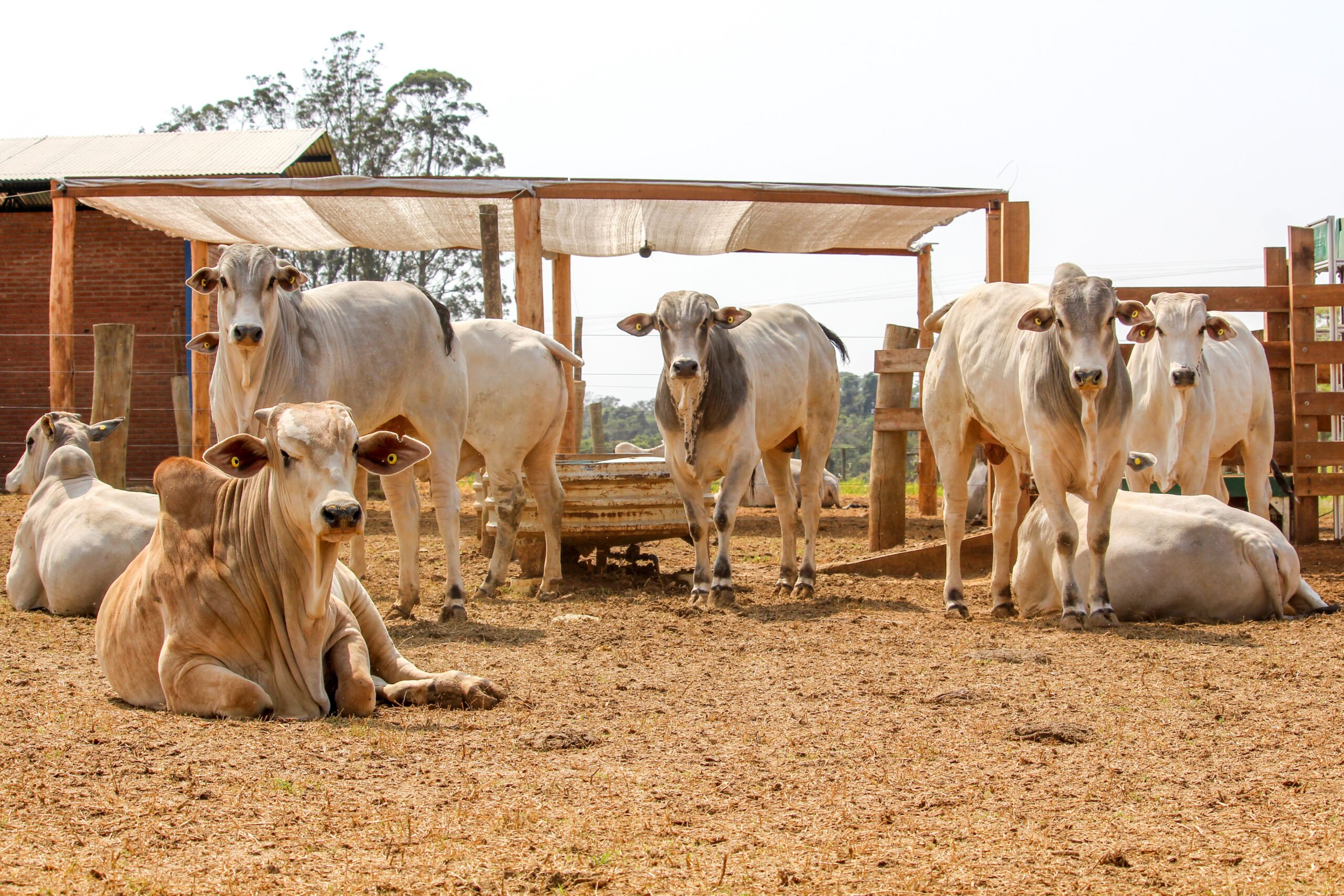 Pecuaristas enfrentam desafios e buscam soluções para o confinamento de gado