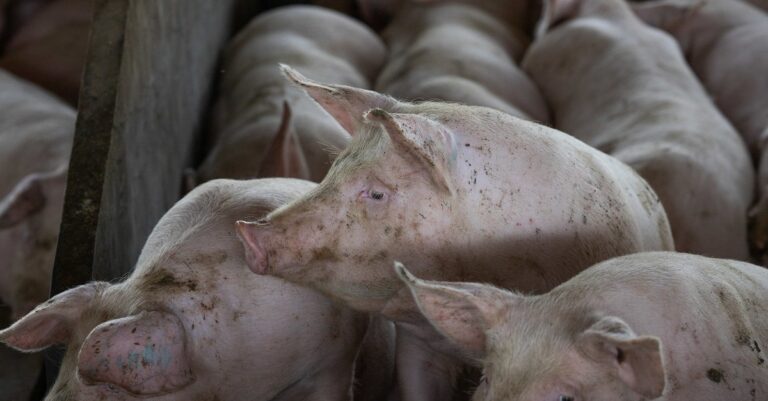 Custos de produção de frangos de corte e de suínos caem em março