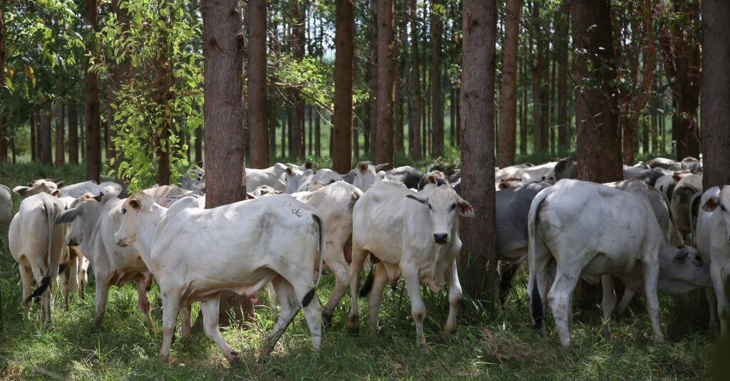 Caravana pretende propagar Integração Lavoura-Pecuária-Floresta no RS